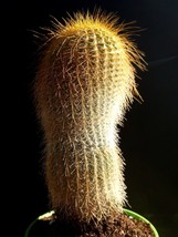 Giant Parodia leninghausii cacti - 1 plant - $54.35