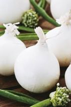 Onion Seeds (Long Day) - White Sweet Spanish - £1.95 GBP