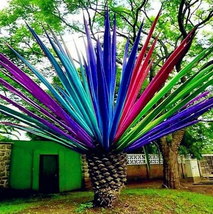 New Fresh 10 Pcs Rainbow Japanese Bottle Palm Bonsai Tree Exotic Plants ... - $82.94 MXN