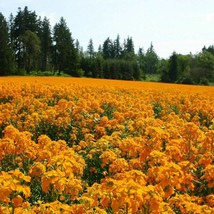 Best Seeds Siberian Wallflower Seeds Seed Packets Attracts Bee &amp; Butterfly Polli - £8.70 GBP