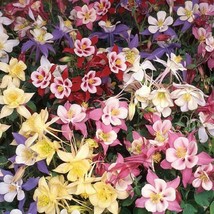 USA SELLER Aquilegia Seeds 25 Aquilegia Swan Mix Columbine Seeds Perenni... - $19.42