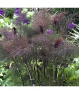 FENNEL BRONZE, 50 SEEDS R - £10.30 GBP