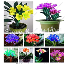 100 Seeds Clivia Miniata Plant Gorgeous Bonsai Bush Lily Flower Bonsai With High - $55.07