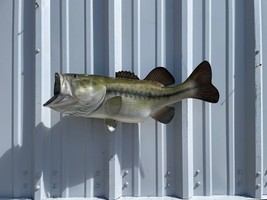 25&quot; Largemouth Bass Two Sided Fish Mount Replica - Quick Production - £204.50 GBP
