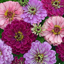 HT Art Deco Zinnia 25 Seeds Garden Seeds - $14.12
