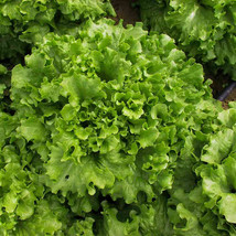 Leaf Lattuce Green Salad Bowl Seeds NON-GMO - £5.50 GBP