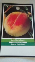 Early Elberta Peach 4'-6' Tree Live Healthy Juicy Fruit Plant Sweet Peaches - $140.60