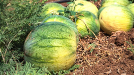 50+ Big Tasty (Seedless) Watermelon Seeds for - $8.48