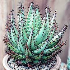 400 Seeds Rainbow Aloe Bonsai Mixed Excellent Succulent Plants Item image 4