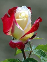 Red white rose seeds - 20 seeds - code 003 - $5.99