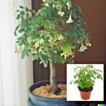 FA Store 15 Radermachera Sinica Tree Seeds China Doll Exotic Indoor Potted Bonsa - £7.95 GBP