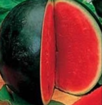  SUGAR BABY WATERMELON  100 Seeds - $8.99