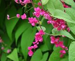 Coral Vine Antigonon leptopus 20 Seeds - $10.88