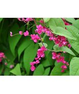 Coral Vine Antigonon leptopus 20 Seeds - €9,27 EUR