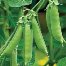 50+ Sugar Ann Snap Pea Seeds Heirloom, NON-GMO, FREE SHIPPING #31 - $3.49
