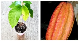 75 Seeds Live Cocoa Plant Theobroma Cacao (Large Round Trinitario) from ... - £25.57 GBP