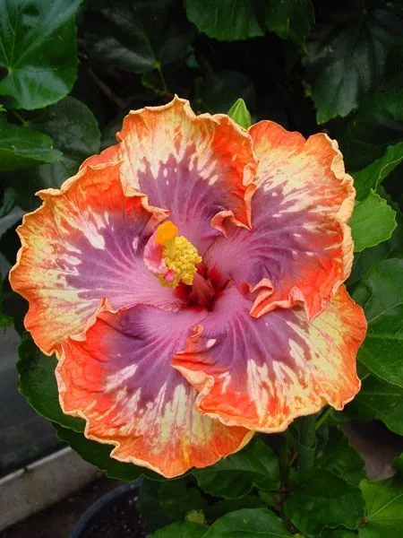 20 Orange Purple Hibiscus Seeds Flowers Perennial Flower Seed Bloom 3  - £13.05 GBP