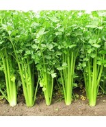1000 Seeds Parsley Flat Seeds Italian Giant Parsley Organic New Fresh US... - $126.13 MXN