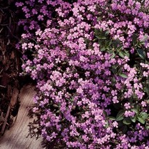 SEPTH Soapwort- (Saponaria)- Pink - 100 Seeds  -  - BOGO 50% off SALE - £4.87 GBP