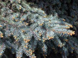 50 Seeds Colorado Blue Spruce - £7.63 GBP