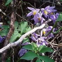 St. Vincent S Lilac Seeds Solanum Seaforthianum Packet Of 5 Seeds USA SELLER Fas - £14.71 GBP