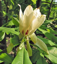 THJAR Magnolia tripetala Umbrella Magnolia  12 Seeds - $8.99