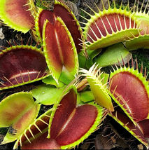 25 Venus Flytrap Seeds Exotic Carnivorous Flower Plant - £8.18 GBP