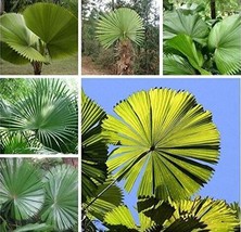 10Pcs Licuala Grandis Palm Tropical Evergreen Fan Shaped Seeds Fresh Garden USA  - £6.37 GBP