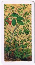 Brooke Bond Red Rose Tea Card #37 Choke Cherry Trees Of North America - $0.98