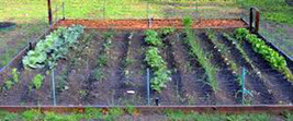 ArfanJaya Vegetable Seeds Vegetable Seed Garden Collection Medium (20 Types) Hei - £27.59 GBP