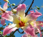 Chorisia speciosa exotic flowering tree silk floss bottle kapok seed 20 seeds - £14.36 GBP