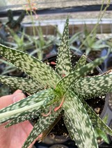 White Aloe, Aloe rauhii Reynolds, Snowflake Aloe, Flowering Blooming Size Varieg - £10.46 GBP
