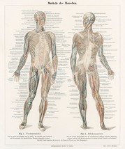 11560.Decor Poster.Room Wall.Home art design.Human body muscles.German chart - £12.94 GBP+