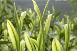 Fresh Seeds 5Pcslot Chinese Green Tea Tree Plant Tea Tree Aging - £8.68 GBP