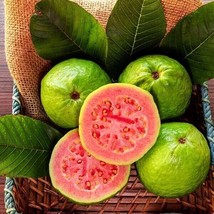 50pcs Tropical Strawberry Guava Organic Pink Guava Seeds Exotic Flavors - $11.93