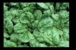 KKG Bloomsdale Spinach 30 200 Seeds Longstanding Slow Bolt Fresh Garden - $7.89