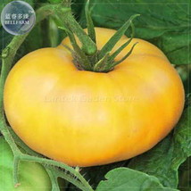 100 Seeds Brandywine Yellow Big Zac Tomato Gardening USA SELLER - £4.90 GBP