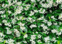 Star Jasmine Confederate Jasmine Vine - £12.23 GBP