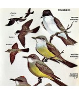 Kingbirds 6 Varieties And Types 1966 Color Bird Art Print Nature ADBN1p - $28.11 CAD