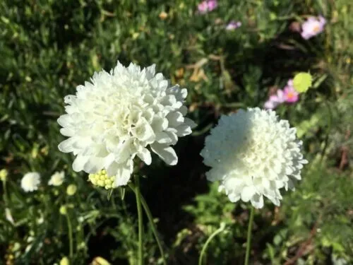 Scabiosa “Snowball” Wedding Flower 15 Seeds Pincushion Fresh Garden - £7.46 GBP