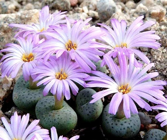 Conophytum jucundum ssp fragilerare living stones mesemb cacti seed 50 S... - $21.59