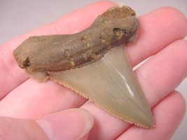 (s256-f) 2-1/8&quot; Fossil MEGALODON Shark Tooth Teeth JEWELRY love sharks specimen - £50.80 GBP