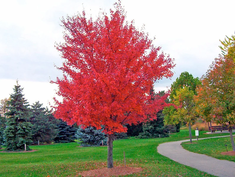 25 Seeds Scarlet CAROLINA RED MAPLE Tree Acer Rubrum  - $9.99