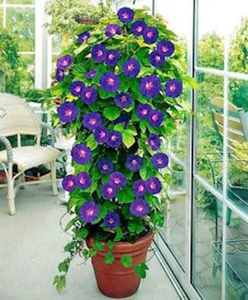 TISSS 30 Morning Glory Grandpa Ott, Ipomoea/Easy Fast 15 Foot Vine Flower Seeds - £11.44 GBP