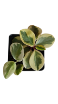 Variegated Baby Rubber Plant | 4&#39;&#39; Pot | Peperomia obtusifolia variegata... - €8,49 EUR