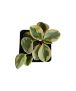 Variegated Baby Rubber Plant | 4&#39;&#39; Pot | Peperomia obtusifolia variegata... - $187.04 MXN