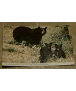 Nice Vintage Color Photograph Postcard, Mother Bear and Cubs  GREAT POST... - $2.96