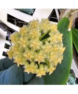 Hoya Mindorensis Live Plant - 5-7&quot; (4&quot; Pot) - £19.03 GBP