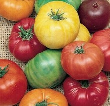 Jstore USA Rainbow Beefsteak Mix Tomato 50 Seeds Vegetable Garden - £4.18 GBP