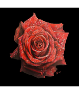 Pencil Drawing of a Red Rose- Digital Print - $15.00